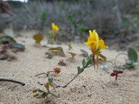 Linaria munbyana 4, Saxifraga-Ed Stikvoort