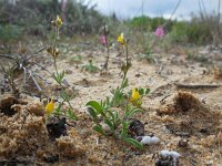 Linaria munbyana 5, Saxifraga-Ed Stikvoort