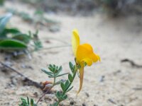 Linaria munbyana 6, Saxifraga-Ed Stikvoort
