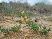 Linaria munbyana 7, Saxifraga-Ed Stikvoort