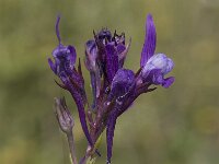 Linaria pelisseriana 2, Saxifraga-Jan van der Straaten