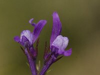 Linaria pelisseriana 4, Saxifraga-Willem van Kruijsbergen