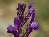 Linaria pelisseriana 5, Saxifraga-Willem van Kruijsbergen