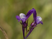 Linaria pelisseriana 6, Saxifraga-Willem van Kruijsbergen