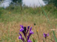 Linaria pelisseriana 7, Saxifraga-Jeroen Willemsen