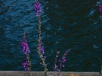 Linaria purpurea 7, Walstroleeuwenbek, Saxifraga-Ed Stikvoort