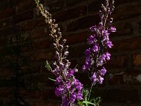 Linaria purpurea 8, Walstroleeuwenbek, Saxifraga-Ed Stikvoort