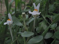 Linaria reflexa 2, Saxifraga-Rutger Barendse