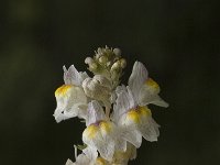 Linaria repens, Pale Toadflax