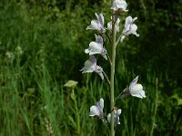Linaria repens 26, Gestreepte leeuwenbek, Saxifraga-Ed Stikvoort : rondom Sail-sous-Couzan s9900