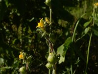 Linaria simplex