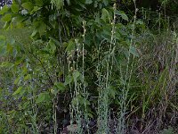 Linaria simplex 4, Ranke leeuwenbek, Saxifraga-Ed Stikvoort : Haghpat - Stepanapan - Gyumri s9900