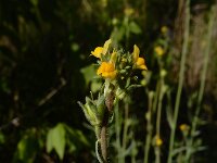 Linaria simplex 5, Ranke leeuwenbek, Saxifraga-Ed Stikvoort : Dilijan - Vanadzor - Margahovit - Haghpat s9900