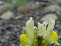 Linaria supina 12, Saxifraga-Rutger Barendse
