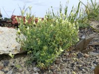 Linaria supina 15, Saxifraga-Rutger Barendse