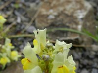 Linaria supina 7, Saxifraga-Rutger Barendse