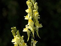 Linaria vulgaris 18, Vlasbekje, Saxifraga-Jan van der Straaten
