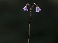 Linnaea borealis, Twin Flower
