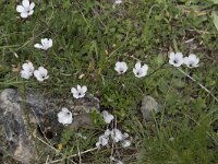 Linum appressum 3, Saxifraga-Willem van Kruijsbergen
