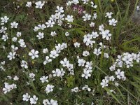 Linum appressum 5, Saxifraga-Willem van Kruijsbergen
