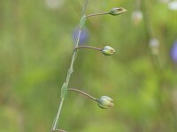 Linum austriacum 10, Saxifraga-Rutger Barendse