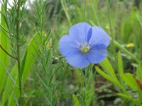 Linum austriacum 11, Saxifraga-Rutger Barendse