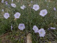 Linum austriacum 13, Saxifraga-Ed Stikvoort : Jerevan - Areni - Noravank A900