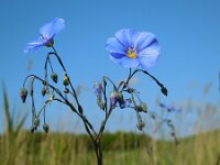 Linum austriacum 16, Oostenrijks vlas, Saxifraga-Ed Stikvoort