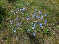 Linum austriacum 17, Oostenrijks vlas, Saxifraga-Ed Stikvoort