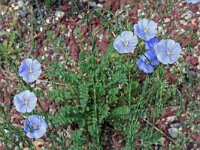 Linum austriacum 6, Saxifraga-Jeroen Willemsen