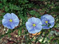 Linum austriacum 7, Saxifraga-Jeroen Willemsen