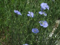 Linum austriacum 8, Saxifraga-Rutger Barendse
