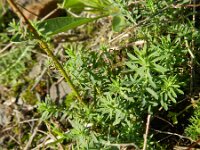 Linum austriacum 9, Saxifraga-Rutger Barendse