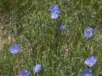 Linum austriacum ssp austriacum 4, Saxifraga-Jan van der Straaten