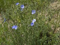 Linum austriacum ssp austriacum 5, Saxifraga-Jan van der Straaten