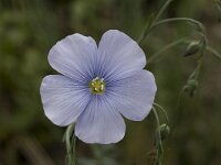 Linum austriacum ssp collinum 1, Saxifraga-Marijke Verhagen
