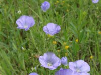 Linum hirsutum 2, Saxifraga-Jan Willem Jongepier
