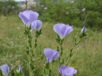 Linum hirsutum 3, Saxifraga-Jan Willem Jongepier