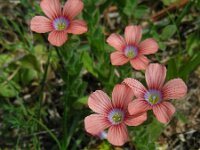 Linum pubescens 10, Saxifraga-Ed Stikvoort