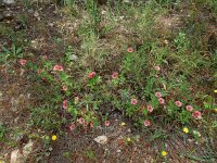 Linum pubescens 4, Saxifraga-Ed Stikvoort : Limni Keri Zakynthos s9900