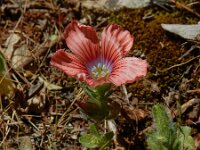 Linum pubescens 5, Saxifraga-Ed Stikvoort : Marathias - Vathi Ithaki s9900