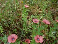 Linum pubescens 6, Saxifraga-Ed Stikvoort : Limni Keri Zakynthos s9900