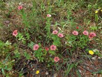 Linum pubescens 8, Saxifraga-Ed Stikvoort : Limni Keri Zakynthos s9900