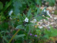 Lithospermum arvense 11, Ruw parelzaad, Saxifraga-Ed Stikvoort