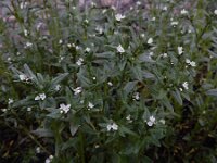 Lithospermum arvense 14, Ruw parelzaad, Saxifraga-Ed Stikvoort : Hermon - Selimpas - Sevanmeer - Dilijan A900