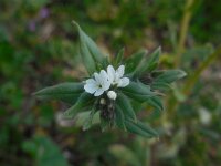 Lithospermum arvense 8, Ruw parelzaad, Saxifraga-Ed Stikvoort