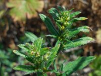 Lithospermum arvense 9, Ruw parelzaad, Saxifraga-Ed Stikvoort