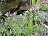 Lithospermum arvense ssp sibthorpianum 2, Saxifraga-Jan Willem Jongepier