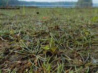 Littorella uniflora 20, Oeverkruid, Saxifraga-Ed Stikvoort : rattenstaartgras Grevelingendam s9900