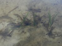 Littorella uniflora 24, Oeverkruid, Saxifraga-Ed Stikvoort : grote biesvaren IJzeren Man Vught A900